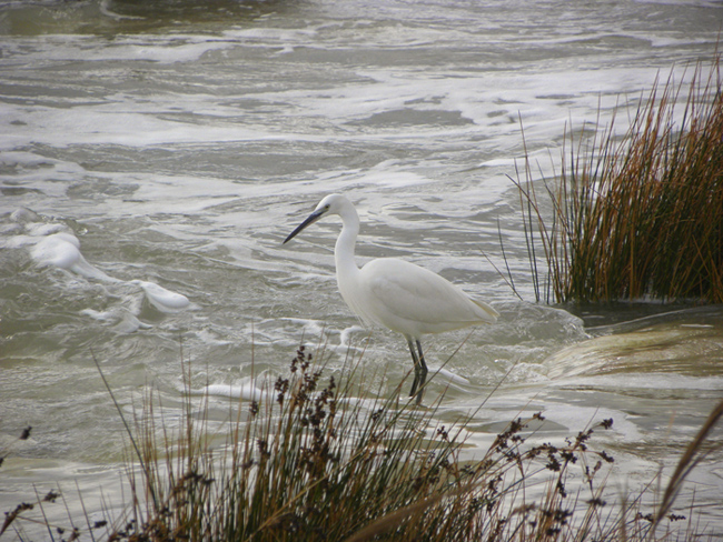 Garzetta e mareggiata (con preda)